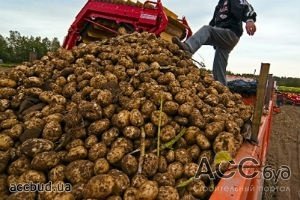 Большой урожай овощей в Украине требует увеличения емкостей складов для их хранения