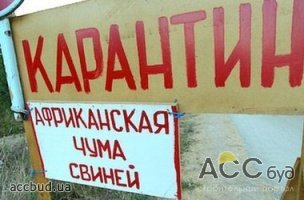 В Одесской области ввели 40-дневный карантин из-за африканской чумы