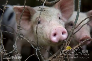 Чума свиней пришла в Одесскую область