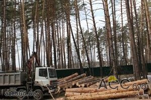 Киевские застройщики ночью срубили 10 гектаров леса