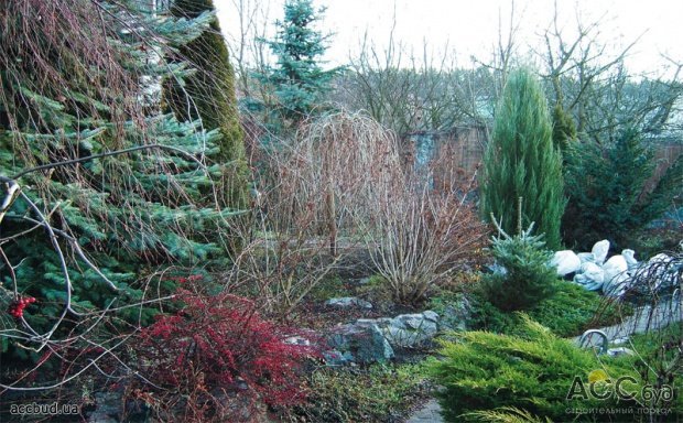 Яркий сад зимой: каркас из хвойных в сочетании с прозрачной вуалью из листопадных, справа – розы, укрытые на зиму (Фото: Елена Гнездилова)