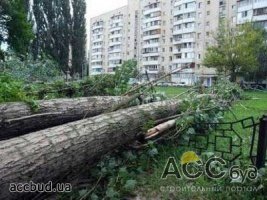 В Киеве не щадят деревья