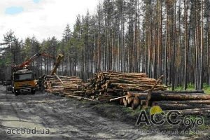 Быковнянский лес отобрали назад у застройщиков